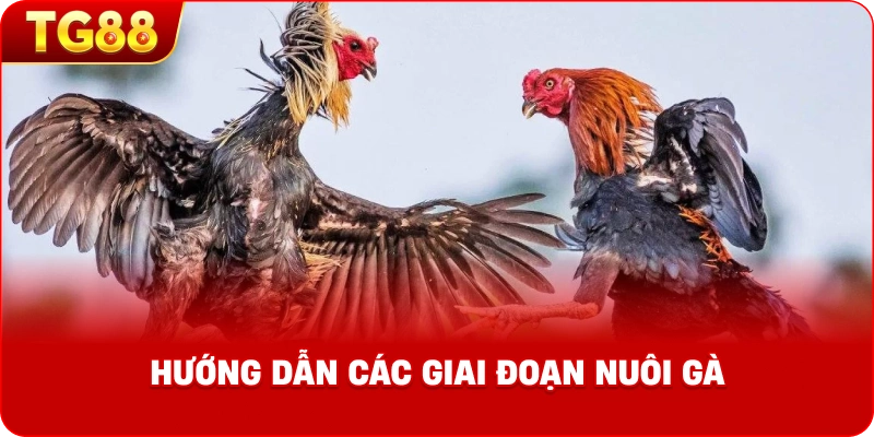 hướng dẫn các giai đoạn nuôi gà.