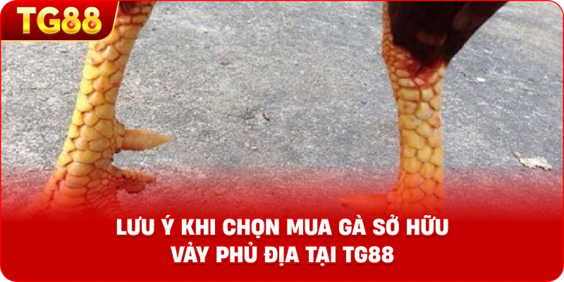 Lưu ý khi chọn mua gà sở hữu vảy phủ địa tại TG88